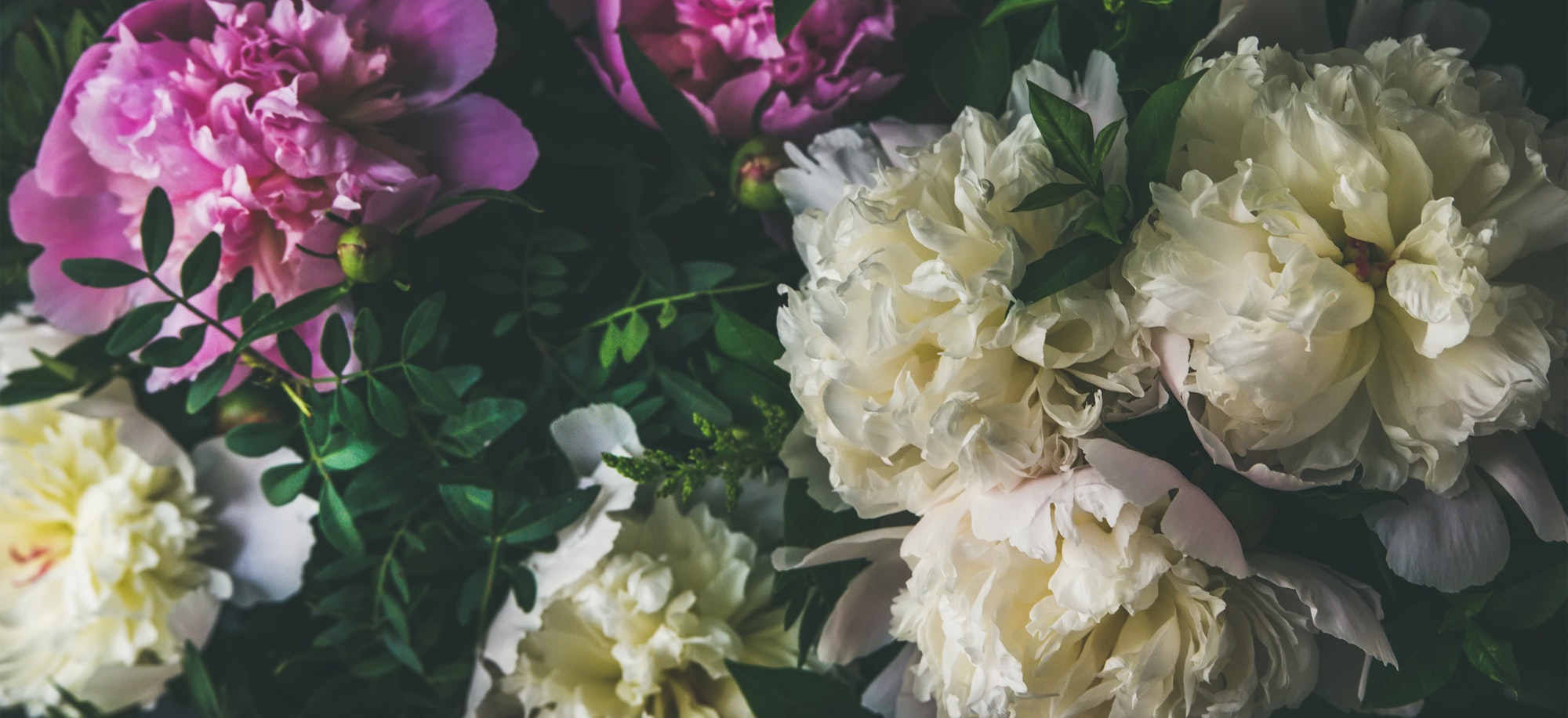 White and pink peony flowers over dark background. Natural pattern